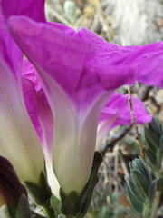 Ipomoea lenis