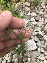Spermolepis echinata