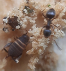 Myrmecophilus acervorum