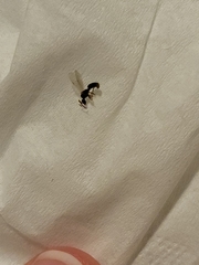 Hymenoptera