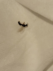 Hymenoptera