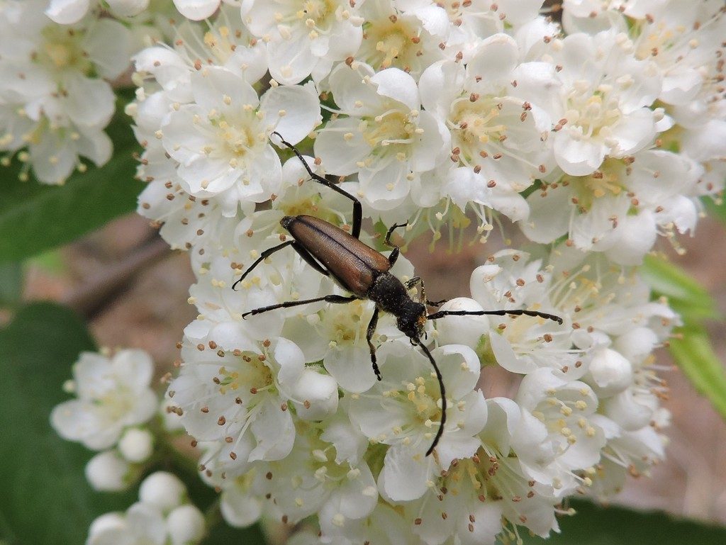 Anastrangalia reyi