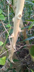 Asparagus falcatus