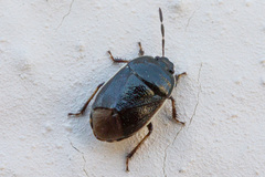Canthophorus maculipes