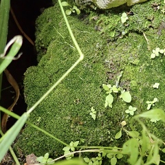 Eucladium verticillatum