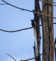 Terpsiphone viridis