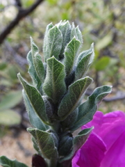 Ipomoea lenis