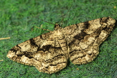 Peribatodes umbraria