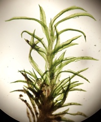 Eucladium verticillatum