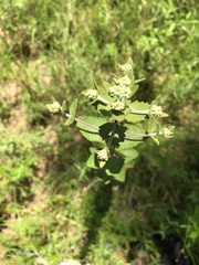 Eupatorium rotundifolium