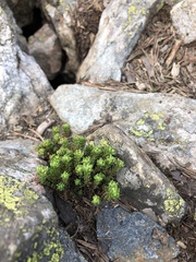Sedum tenellum
