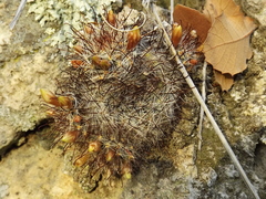 Mammillaria gilensis