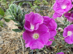 Ipomoea lenis