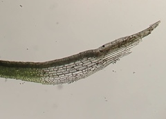 Eucladium verticillatum