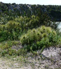 Spinifex longifolius