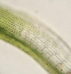 Eucladium verticillatum