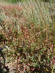 Suaeda novae-zelandiae