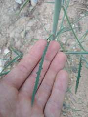 Eulobus
