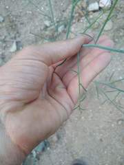 Eulobus