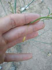 Eulobus