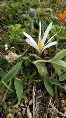 Colchicum montanum