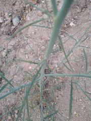 Eulobus