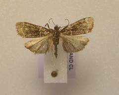 Eudonia leucogramma