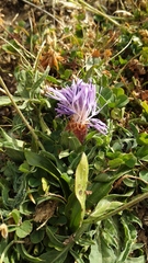 Carthamus mitissimus