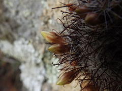 Mammillaria gilensis