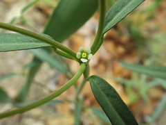 Euphorbia macropus