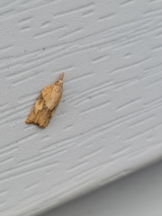 Lepidoptera