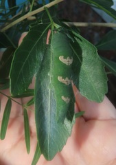 Allophylus natalensis