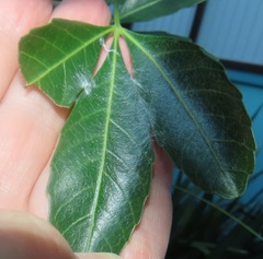 Allophylus natalensis