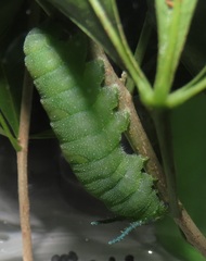 Allophylus natalensis