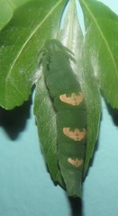 Allophylus natalensis