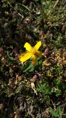 Hypericum richeri burseri