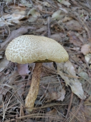 Aureoboletus russellii