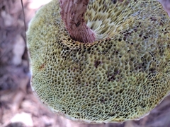 Aureoboletus russellii