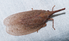 Rentinus dilatatus