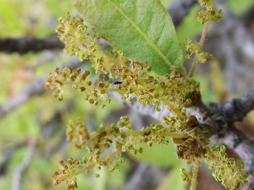 Quercus laeta