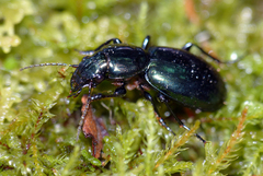 Promecoderus viridiaeneus