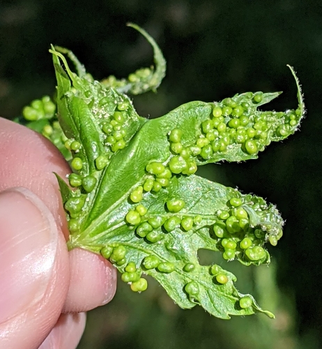 Maple Bladdergall Mite photo 5