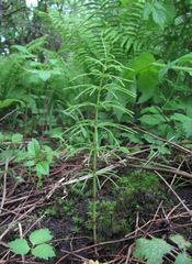 Equisetum arvense