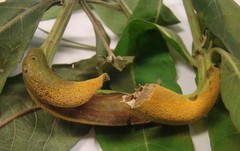 Puccinia minutissima