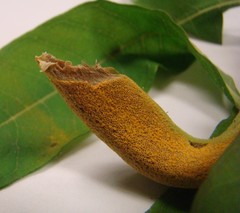 Puccinia minutissima