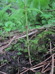 Equisetum arvense