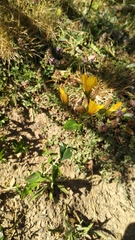 Hypericum richeri burseri