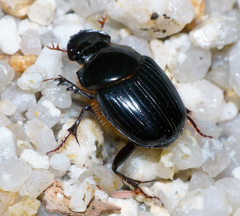 Onthophagus pronus