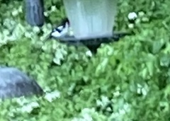 Pheucticus ludovicianus