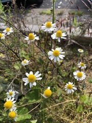 Matricaria chamomilla